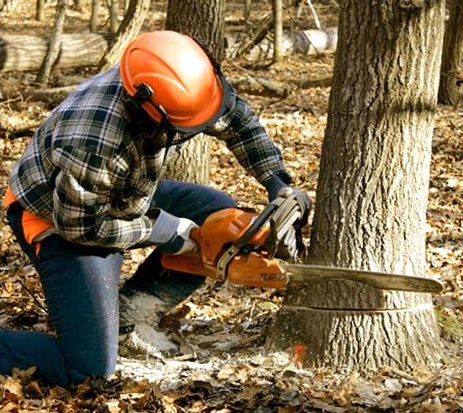 Tree Removal in Exeter, RI